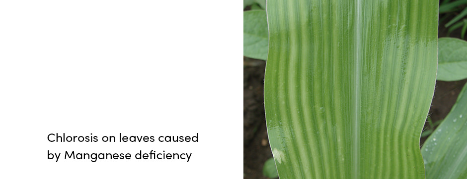 Manganese Deficiency