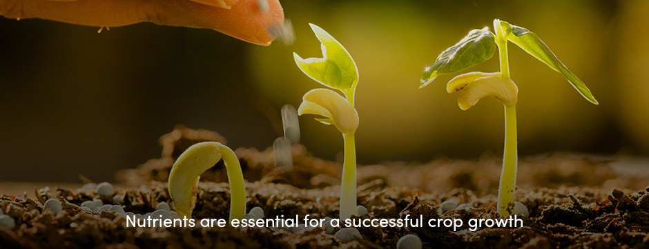 Nutrients for Crop Success