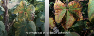 Potassium Deficiency