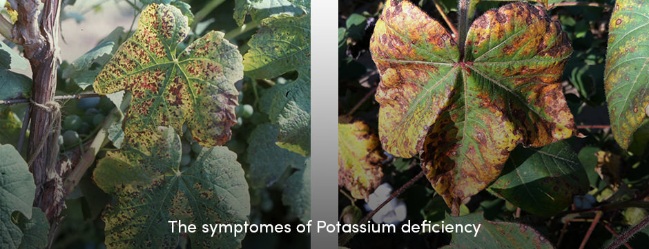 Potassium Deficiency