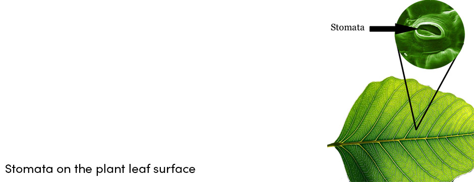 Stomata