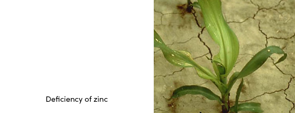 Zinc Deficiency