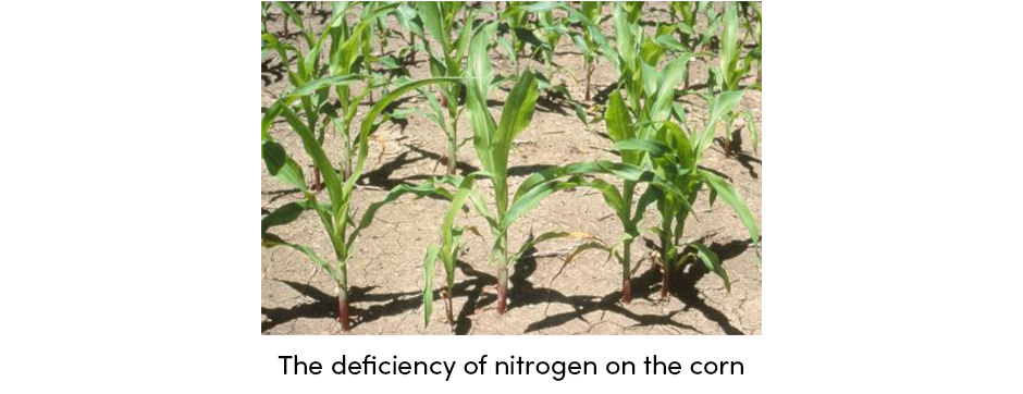 Corn with nitrgoen deficiency