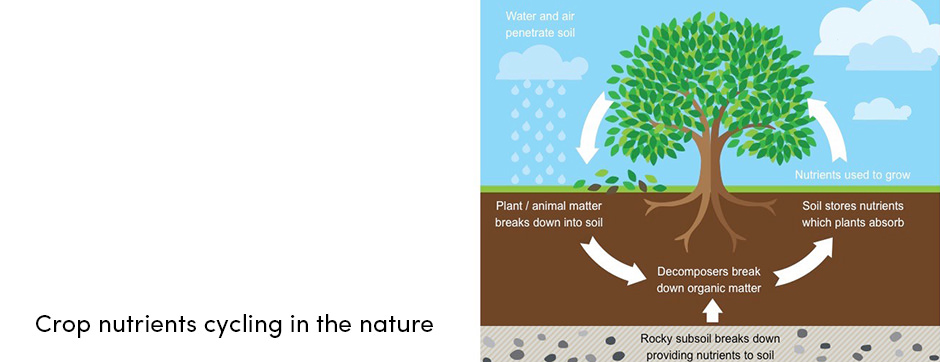 Crop nutrients cycle