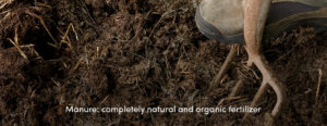 Manure