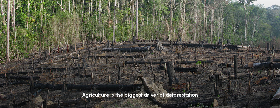 Agriculture Deforestation