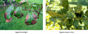 Apple Fire and Virus