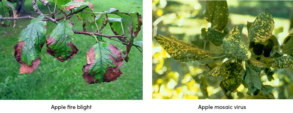 Apple Fire and Virus