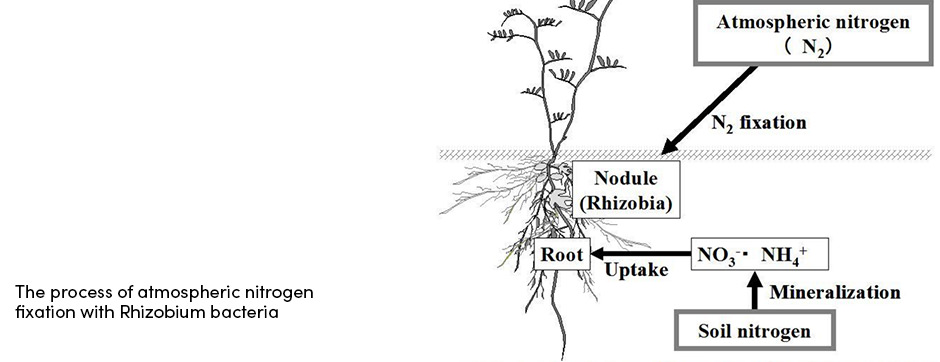 Atmospheric Nitogen