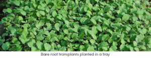 Bare Root Transplants
