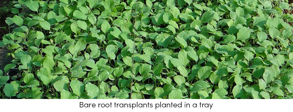 Bare Root Transplants