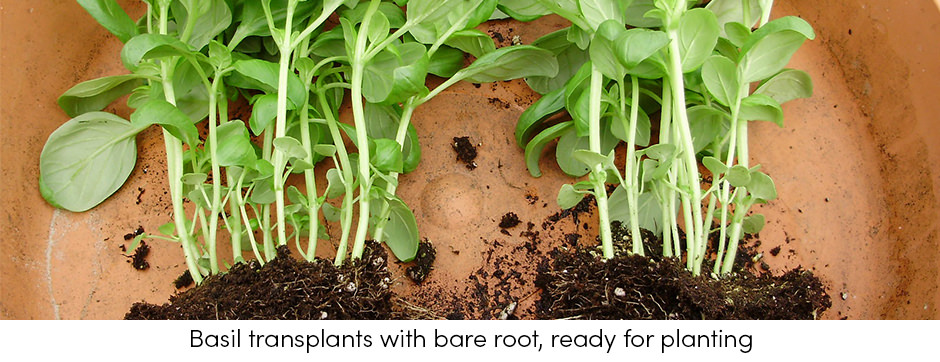 Basil Transplants