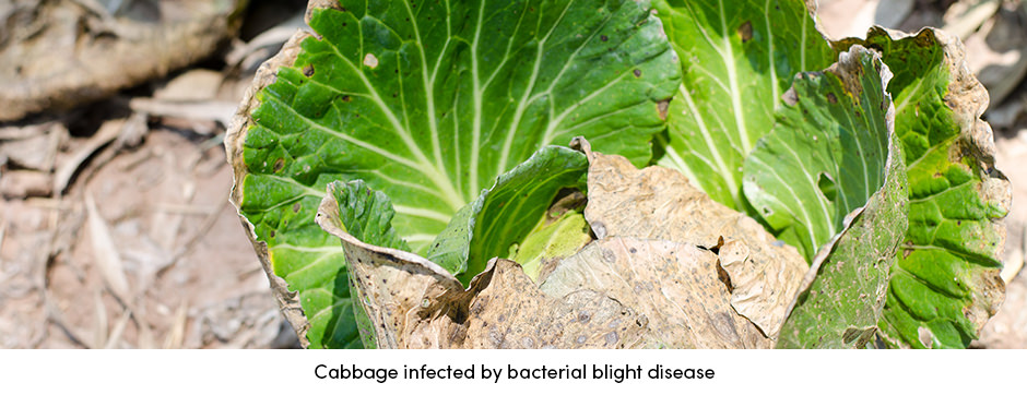 Cabbage Infected