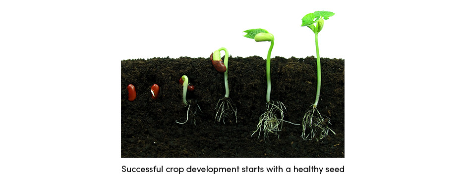 Crop Development