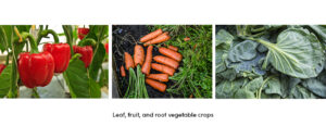 Crops Leaf Fruit