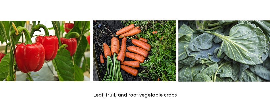 Crops Leaf Fruit