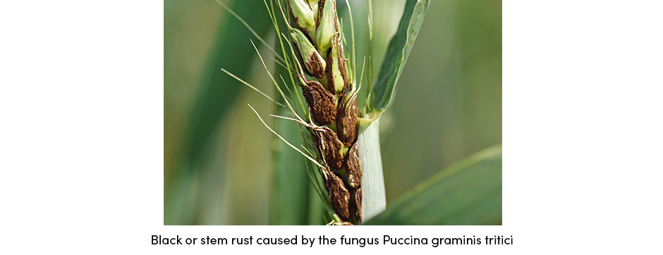 Fungus Puccina