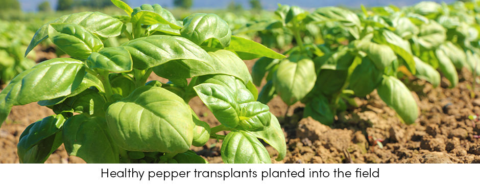 Healthy Pepper