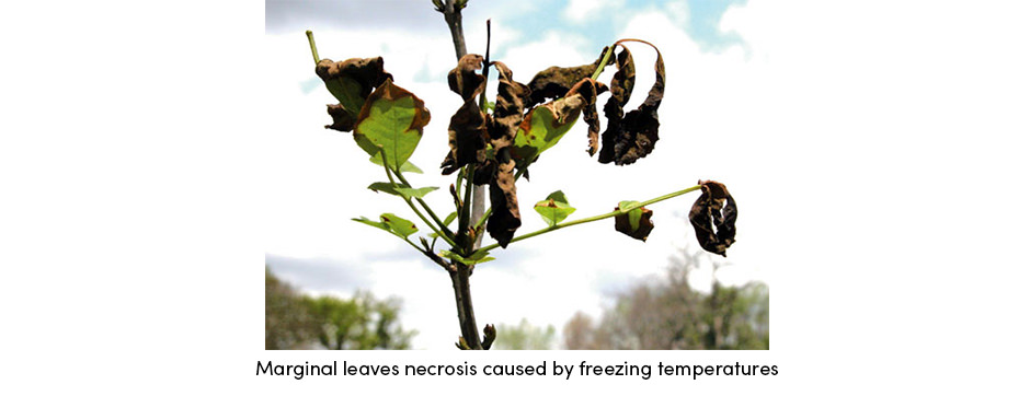 Marginal Leaves Necrosis