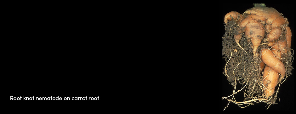 Nematode Carrot