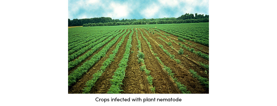 Nematode Crops
