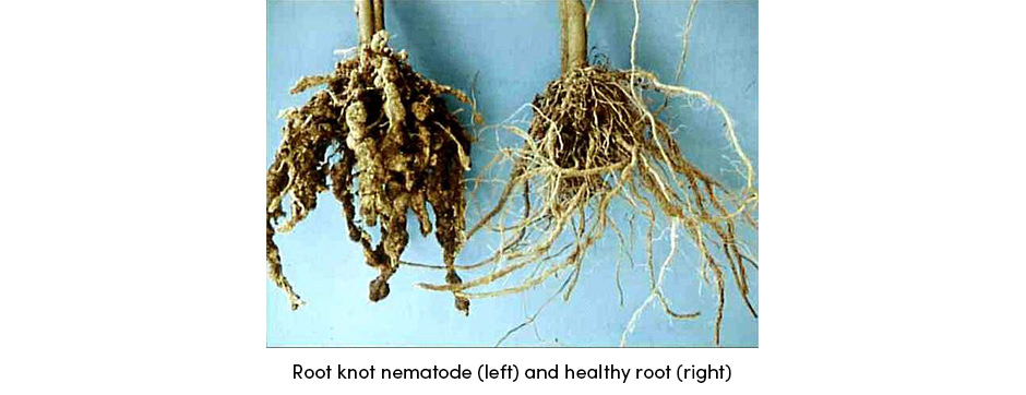 Nematode Root