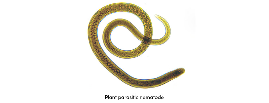 Nematode