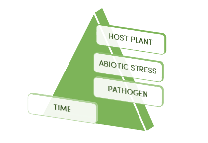 Plant Disease Pyramid