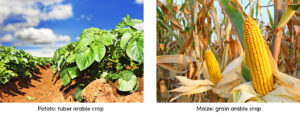 Potato Maize