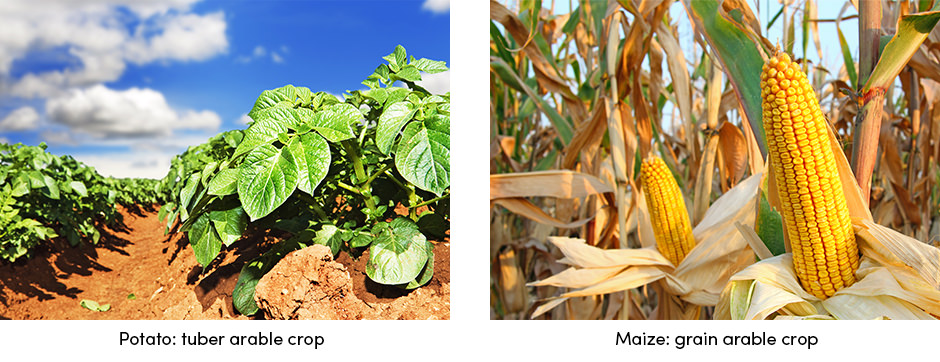 Potato Maize
