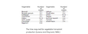Time for Vegetable Transplant