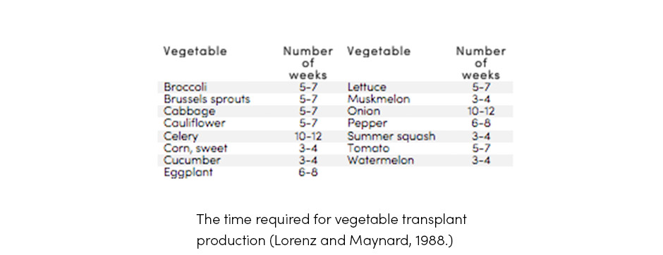 Time for Vegetable Transplant
