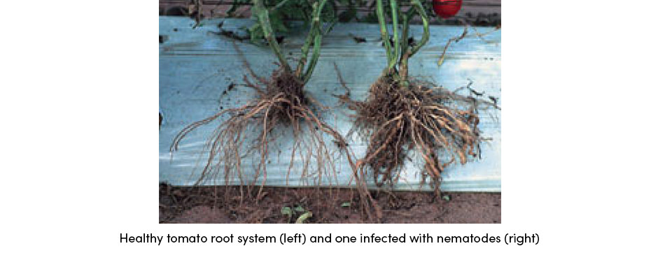 Tomato Root System