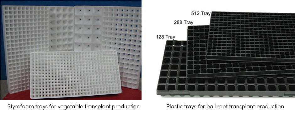 Translant Production
