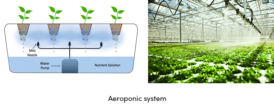 Aeroponic System