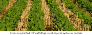 Crops without Tillage