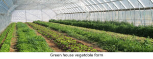 Greenhouse Vegetable