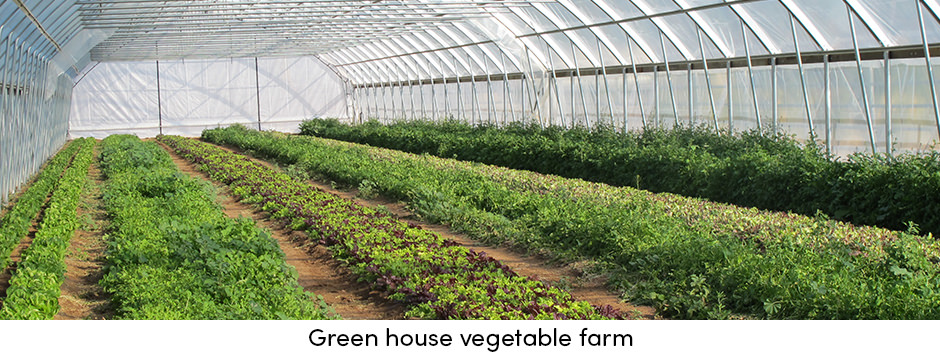 Greenhouse Vegetable