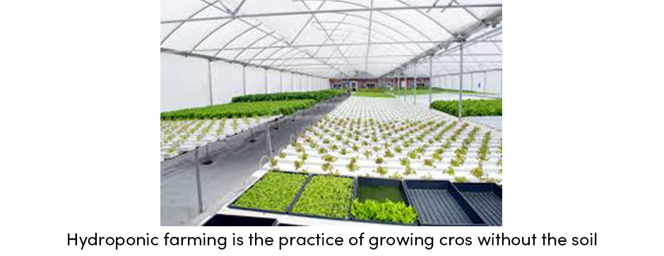 Hydroponic Farming