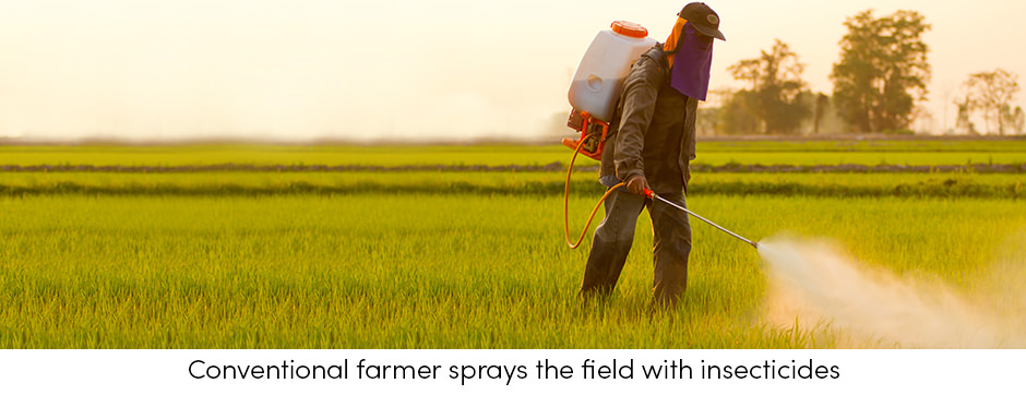 Insect Pest Conventional Spraying