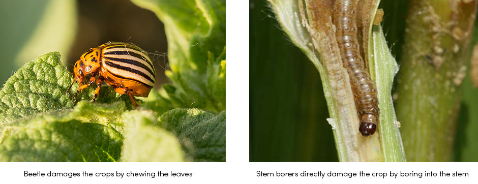 Insect Pest Crop