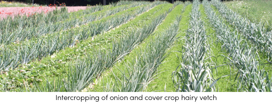Intercropping