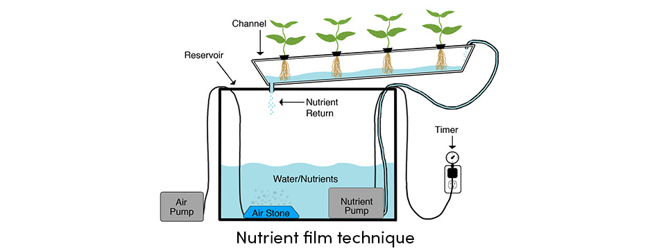 Nutrient Film Technique