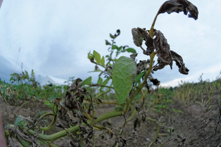 Potato plant infested with late blight