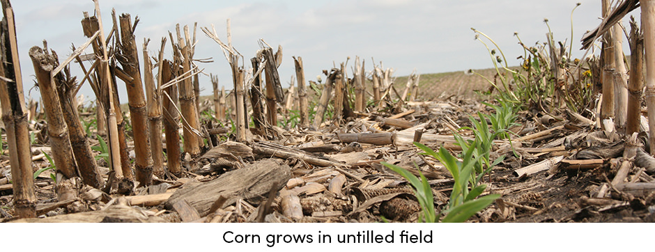 Untilled Corn