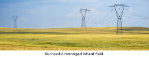 Wheat Field