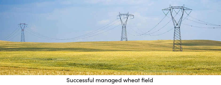 Wheat Field