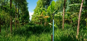 Shared forest system, agroforestry, in the view part of the irrigation system.