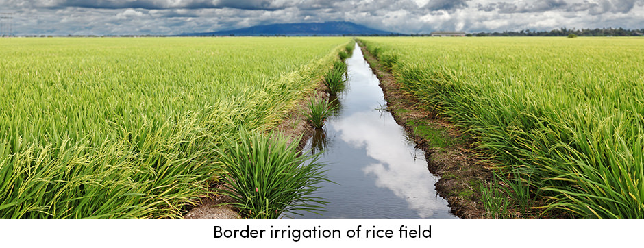 Border Irrigation