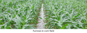 Furrows in Corn Field